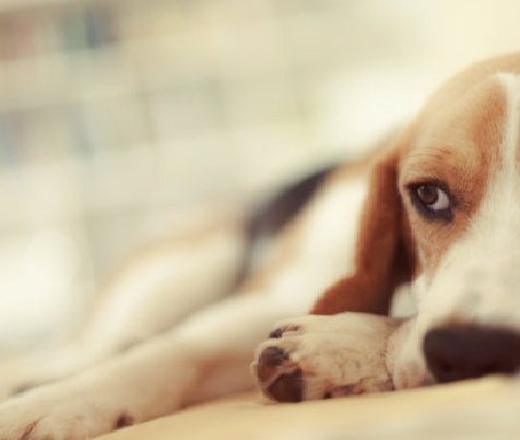 آزمایش دقیق بارداری در خانه برای سگ ها: کیت تست سگ Babio's Canine (RLN) نتایج سریع ارائه می دهد