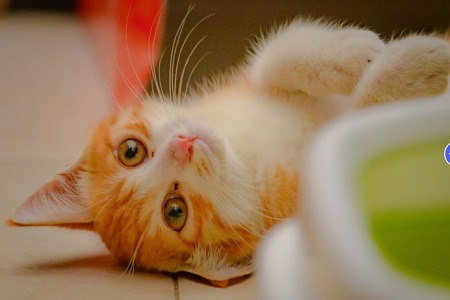 کیت آزمایشی Babio Feline/Canine Cantworm (FCHW AG): تشخیص دقیق ، سریع و قابل اعتماد PET PET
