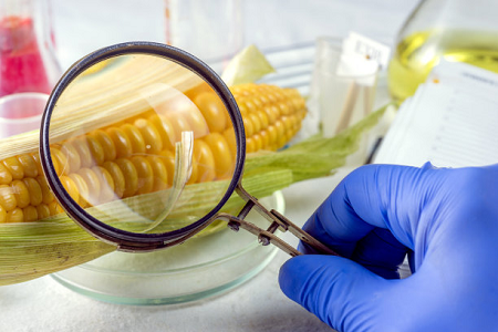 Ochratoxin Babio یک کاست آزمایش سریع - اطمینان از ایمنی جهانی مواد غذایی
