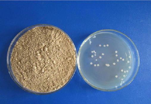 گرانول LB Medium (Lennox) توسط Babio: رسانه های کشت با کیفیت بالا برای تحقیقات E. coli