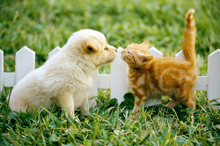 کیت تست آنتی ژن Gondii Toxoplasma Gondii (Toxo AG) را برای Health Pet راه اندازی می کند