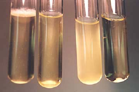 بابیو براث تزریقی قلب مغز با کارایی بالا را برای آزمایشگاه‌های میکروبیولوژی جهانی راه‌اندازی کرد