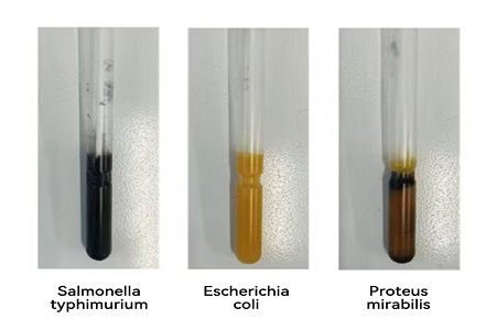 BABIO محیط حمل و نقل با کارایی بالا (نوع SS) را برای انتقال نمونه میکروبی جهانی قابل اعتماد راه اندازی می کند