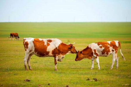 BABIO کیت تست سریع حاملگی گاو با حساسیت بالا را برای گاوداری مدرن معرفی می کند