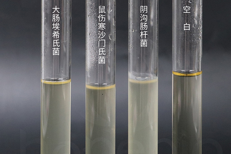 بابیو بیوتکنولوژی آبگوشت تزریقی قلب مغز با کارایی بالا را برای کشت میکروبی قابل اعتماد راه اندازی کرد.