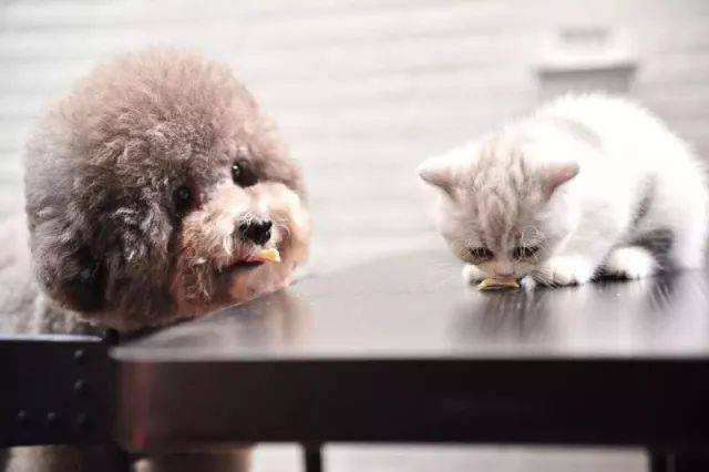 بابیو بیوتک کیت تست پیشرفته حیوانات خانگی را برای تشخیص دقیق راه اندازی می کند